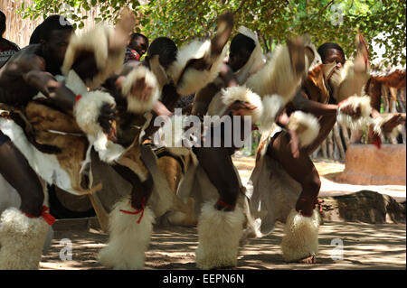 Matsamo, Swasiland, hohe kicking Swazi Tänzer energisch Krieg Tanz im Matsamo Cultural Village, traditionelles Tanzen Stockfoto