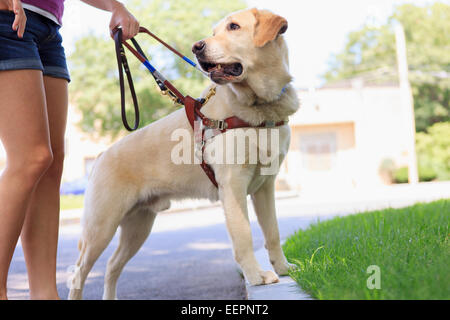 Service-Hund helfen, eine Frau mit Sehbehinderung an eine Bordsteinkante Stockfoto