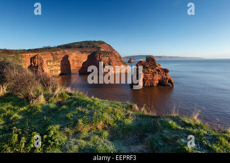 Meer-Stacks an der Ladram Bucht. Juraküste Welterbe-Aufstellungsort. Devon. England. VEREINIGTES KÖNIGREICH. Stockfoto