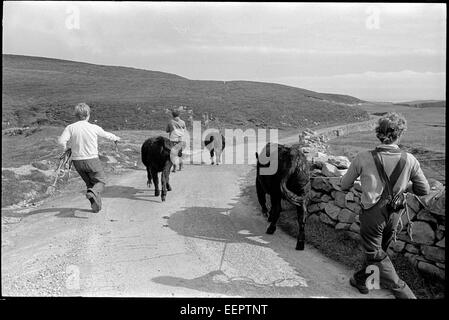 Die Rinder zu Frachtboot, Fair Isle, Shetland. Stockfoto