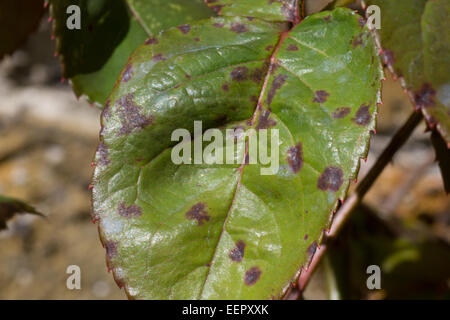 Schwarzer Fleck (Diplocarpon Rosae) Infektion auf Rosenblättern Stockfoto, Bild: 49320277 - Alamy