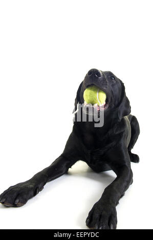 Ein schwarzer Labrador mit einem Tennisball in den Mund zur Festlegung Stockfoto