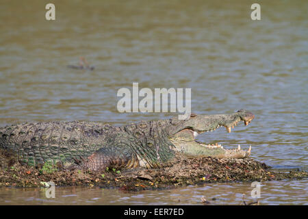 Mugger-Krokodil Crocodylus palustris Stockfoto