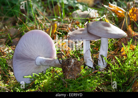 Holz-Bilder Pilz, blauen Stiel Pilz, Violetter Rötelritterling, Lepista Nuda, Clitocybe Nuda, Tricholoma nudum Stockfoto