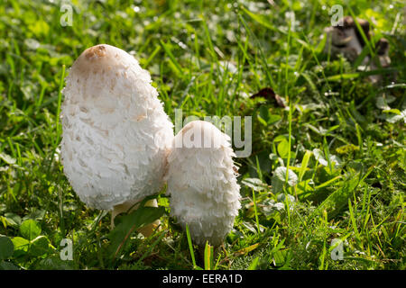 Shaggy Tinte GAP, des Rechtsanwalts Perücke, Shaggy Mähne, Schopf-Tintling, Shaggymane, Schopftintling Coprinus Comatus, Coprinus ovatus Stockfoto