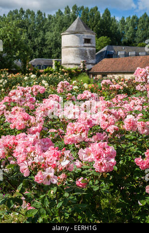 Rosa Floribunda Rosen R. Clair Matin in einem formalen Garten in Picardie Frankreich EU Stockfoto
