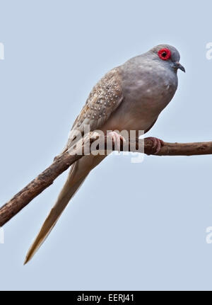 Diamond Dove (Geopelia Cuneata) Stockfoto