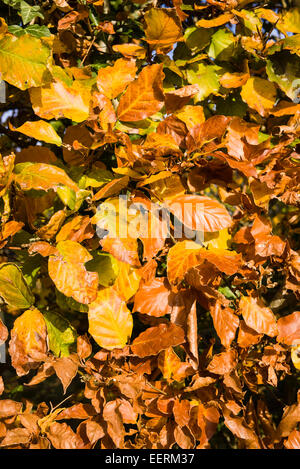 Buche Blätter auf Beschnittene Hecke im Herbst Stockfoto