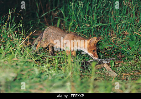 Europäischer roter Fuchs (Vulpes Vulpes Crucigera) Stockfoto