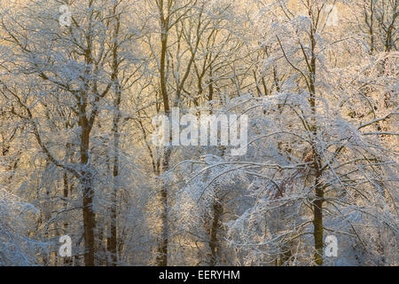 Sonnenlicht durch verschneite Bäume. Stockfoto