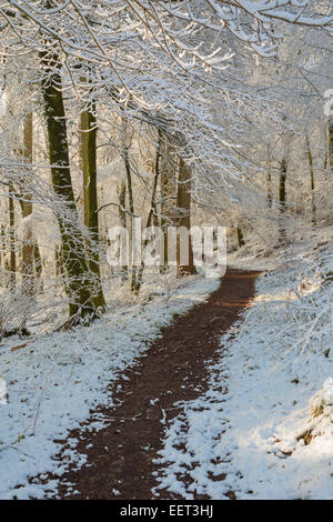 Fußweg durch einen verschneiten Wald. Stockfoto