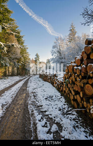 Nadelholz-Protokoll-Stacks in einem verschneiten Wald Stockfoto