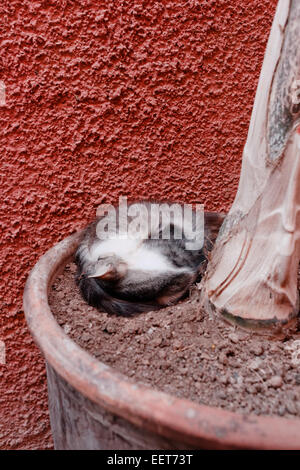 Katze zusammengerollt schlafen in einem Blumentopf mit einer grob behauenen Sand Terrakotta farbigen Wand hinter in den Straßen von Marrakesch Stockfoto