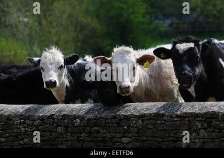 Rinder mit Blick auf einen Stein Wand in Gloucestershire UK Stockfoto