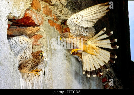 Männchen der Turmfalke (Falco Tinnunculus) im Flug zum Nest bringt eine Wühlmaus, Küken-Nest in der Wand eines alten Gebäudes Stockfoto