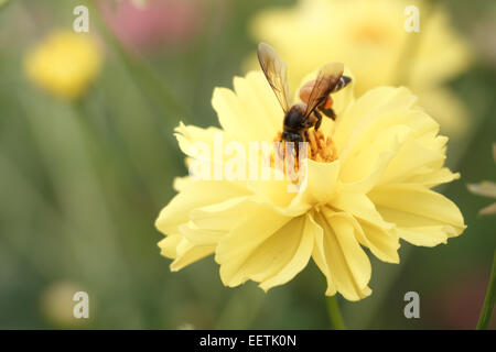 Biene Schwarm Blume (Vintage-Stil) Stockfoto