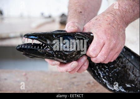Fischer hält ein Schwarzer Degenfisch auf dem Fischmarkt in der Market Hall Mercado Dos Lavradores in Funchal, Madeira Stockfoto