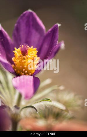 Anemone Pulsatilla Blume zu erreichen Stockfoto