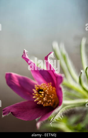 Anemone Pulsatilla Blume zu erreichen Stockfoto