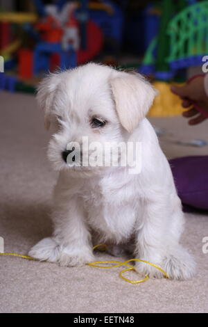 Miniatur weiße weibliche Schnauzer Stockfoto