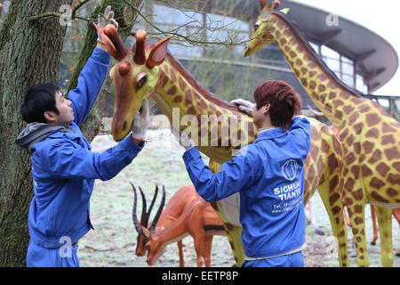 ARNHEIM - über zehn Spezialisten aus China arbeiten Mittwoch, 21. Januar 2015 hinter die Kulissen der Burgers' Zoo in Arnheim auf eine beeindruckende Lichtshow, die am 7. Februar beginnt. Burgers' Zoo organisiert bis zum 1. März, 18:00 bis 21:00 Uhr die so genannte China Light-Veranstaltung mit mehr als 100 leichte Zeichen im ganzen Park, bestehend aus mehreren tausend Ornamente. Meisterwerk ist eine beleuchtete Drachen von 40 Meter lang und 6 Meter hoch. Bis 7. Februar sind die chinesischen Ingenieure sehr beschäftigt, da Teil der Figuren wiederhergestellt werden sollte. Mit Ausnahme von Märchenfiguren weist China Light auch beleuchtete Stockfoto