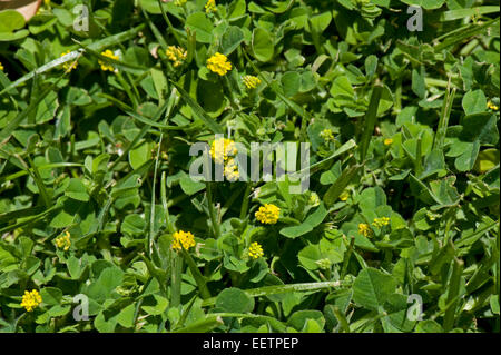 Black Medick, Medicago Lupulina, niederliegend Pflanzen blühen in einem Rasen, Sorrento, Italien, Mai Stockfoto