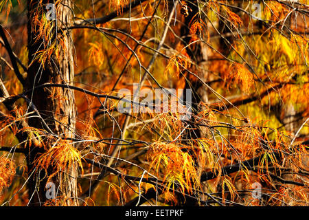 Goldene Herbst mit Sonne und Sonnenstrahlen / schöne Bäume im Wald Stockfoto