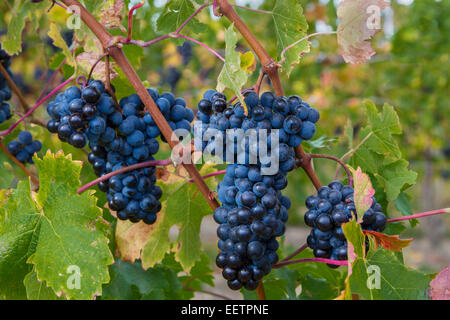 Trauben von Weintrauben auf Reben reif für die Ernte im Weinberg in der Finger Lakes Region des Staates New York Stockfoto