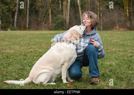 6 Jahre alten englischen gelben Labrador, Murphy, liebevoll leckt seine Besitzer in einem Park in Issaquah, Washington, USA Stockfoto