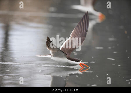 Blättert mal zwei Stockfoto