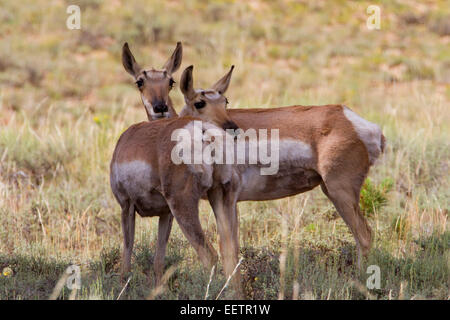 Gabelbock (Antilocapra Americana) ist Beweidung im Feld am Bryce-Canyon-Nationalpark, Utah, USA im Juli Stockfoto