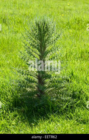 Eine kühne Marsh Distel oder europäische Sumpf Distel, Cirsium Palustre Pflanze auf einer Wiese Downland, Berkshire, Juni Stockfoto