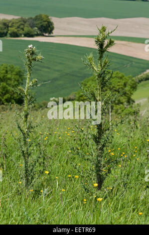 Fett, Marsh Distel oder europäische Sumpf Distel, Cirsium Palustre, weiß blühende Pflanzen in einer Wiese Downland, Berkshire, Juni Stockfoto