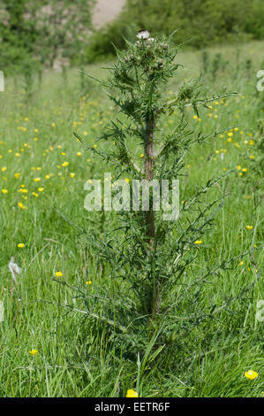 Fett, Marsh Distel oder europäische Sumpf Distel, Cirsium Palustre, weiß blühende Pflanze auf einer Wiese Downland, Berkshire, Juni Stockfoto