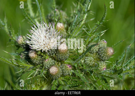 Fett, Marsh Distel oder europäische Sumpf Distel, Cirsium Palustre, weiß blühende Pflanzen in einer Wiese Downland, Berkshire, Juni Stockfoto