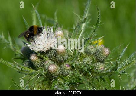 Fett, Marsh Distel oder europäische Sumpf Distel, Cirsium Palustre, weiße Blüten mit einer Hummel, Bombus Terrestris, Nahrungssuche in Stockfoto