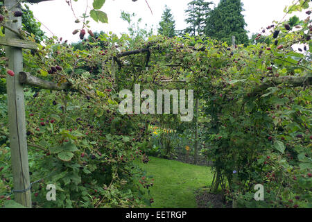 Ornamentale Biogarten, Cheshire, UK Stockfoto