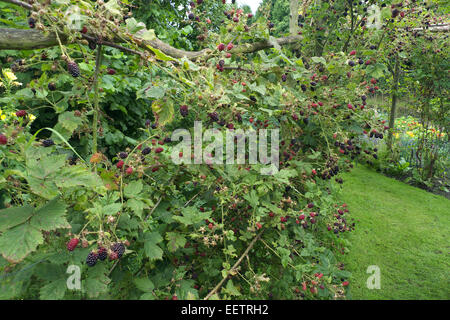 Ornamentale Biogarten, Cheshire, UK Stockfoto