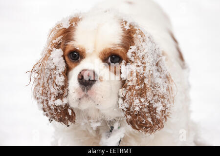 Mandy, festsitzende eine zwei Jahre alte Cavalier King Charles Spaniel mit Schnee auf den Ohren in Issaquah, Washington, USA Stockfoto