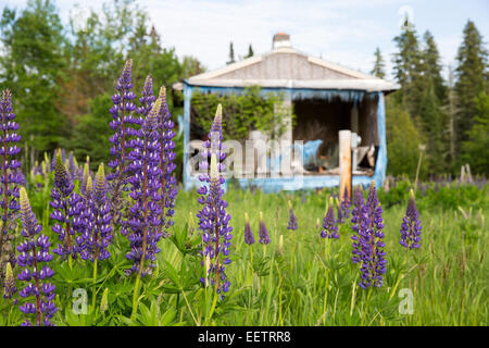 Lila Wildblumen (Lupine) im Vordergrund, die gegen eine verlassene Hütte verfallenden gegenübergestellt und in soft-Fokus im Hintergrund. Stockfoto