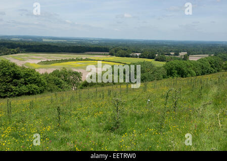 Eine Downland Wiese im Sommer mit Marsh Disteln, Cirsium Palustre, andere blühende Pflanzen und eine weit reichende Aussicht. Walbury Hill Stockfoto