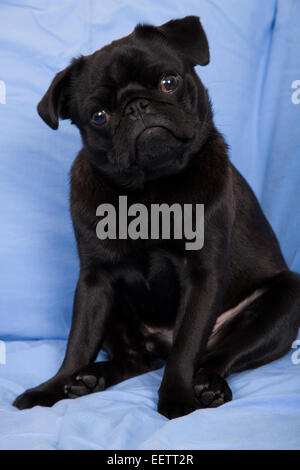Schwarze Mops, Bohne, sitzen auf einem Sofa Blatt bedeckt, mit seinem Kopf gekippt versuchen zu verstehen, was er gefragt hat, zu tun Stockfoto