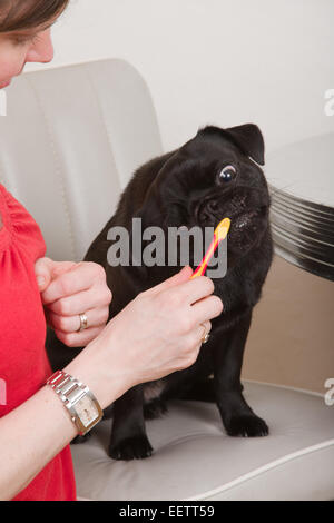 Zähneputzen von ihrem schwarzen Mops, Frau Bohne Stockfoto