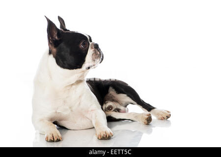 Boston Terrier Hund isoliert auf weiss Stockfoto