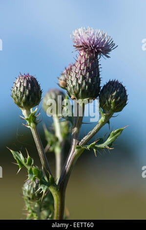Schleichende Distel, Cirsium Arvense, blühende Pflanze, Berkshire, Juli Stockfoto