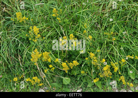 Lady's Labkraut, Galium Verum, blühen neben einem Downland Schiene, Berkshire, Juli Stockfoto