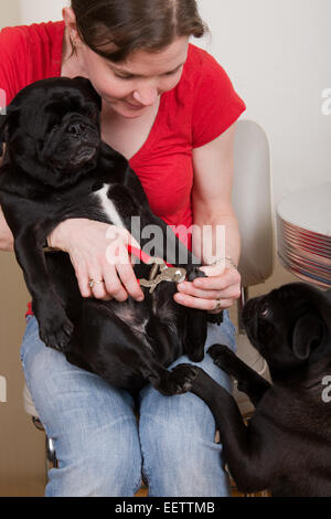 Schneiden der Nägel von ihrem einäugigen schwarze Mops, Frau Frank, während ihre anderen Mops, Bohne, blickt auf in Sorge Stockfoto