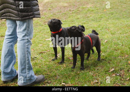 Aufmerksame schwarz Pugs, wartet auf einen Befehl von ihren Besitzern zu gehen in den Stadtpark in Seattle, Washington spielen freigegeben werden Stockfoto