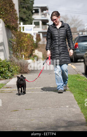 Frau zu Fuß ihre schwarze Mops, Bohne, auf einer städtischen Straße in Seattle, Washington, USA Stockfoto