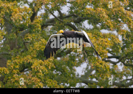 Bird Of Prey am Warwick Castle Stockfoto